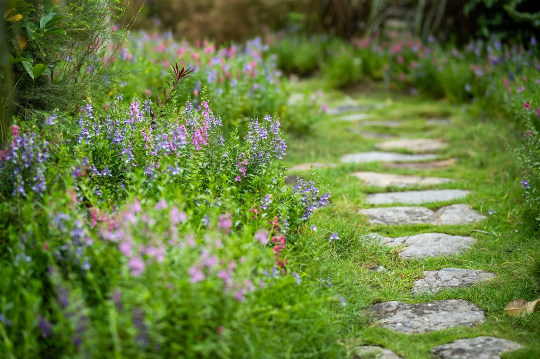 A garden path between mature shrubs