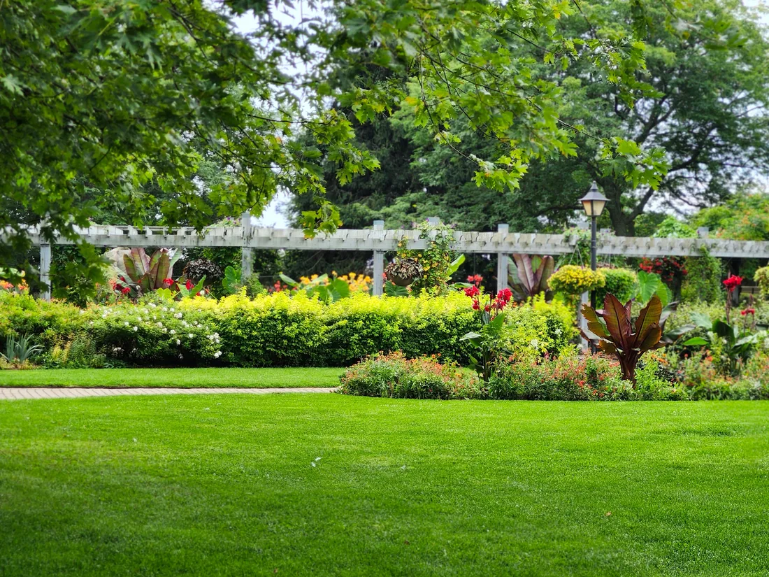 A summer garden in full growth