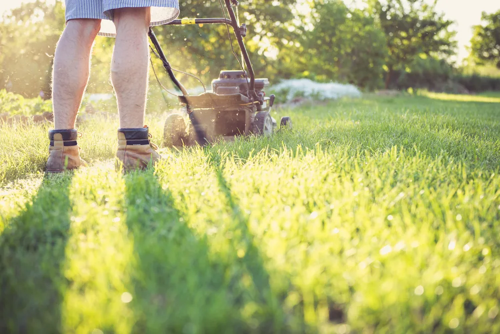 A gardener mowing a lawn with a push mower