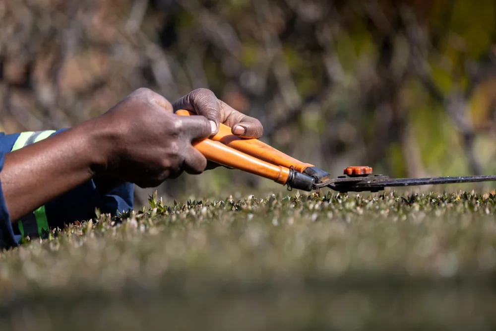 A gardener trimming a hedge with shears